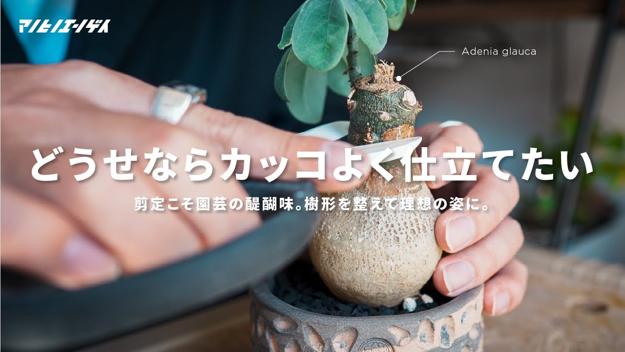 剪定こそ園芸の醍醐味。樹形を整えて理想の姿に。｜強剪定｜塊根植物｜ユーフォルビア｜アデニアグラウカ