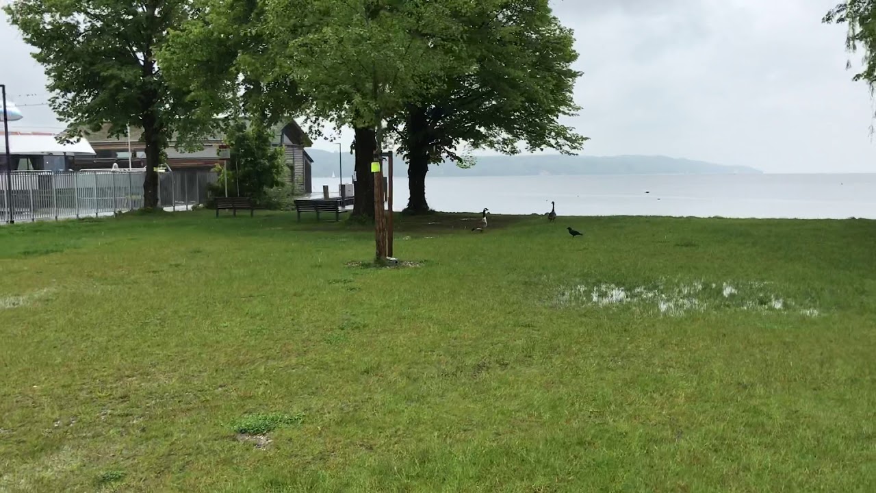 Impulskontrolle und Jagdinstinkt