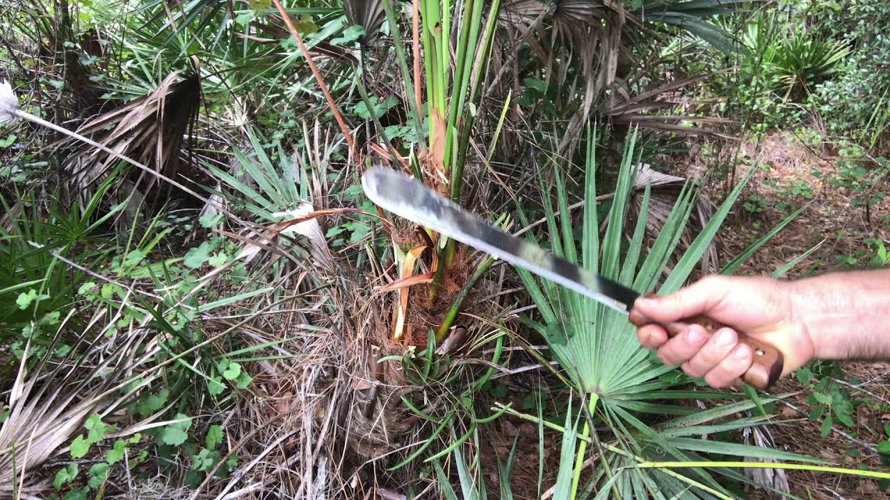 Florida  Bush Craft - The Palmetto Bush