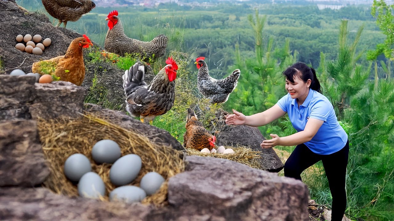 How To Harvest Chicken Egg, goes to the market to sell - Harvesting and Cooking |Tieu Vy Daily Life