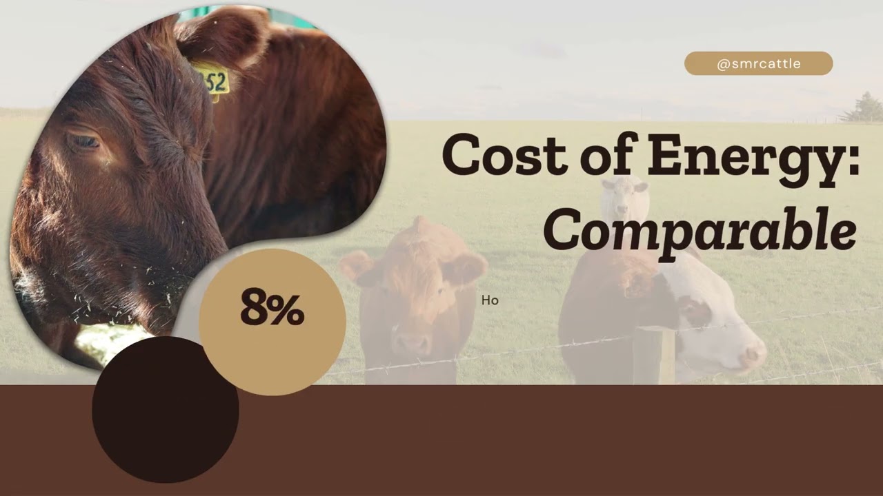 Indirect Nutrition & Health Risk of Reduced Intake When Bean Straw Hay Is Used in Beef Cattle System
