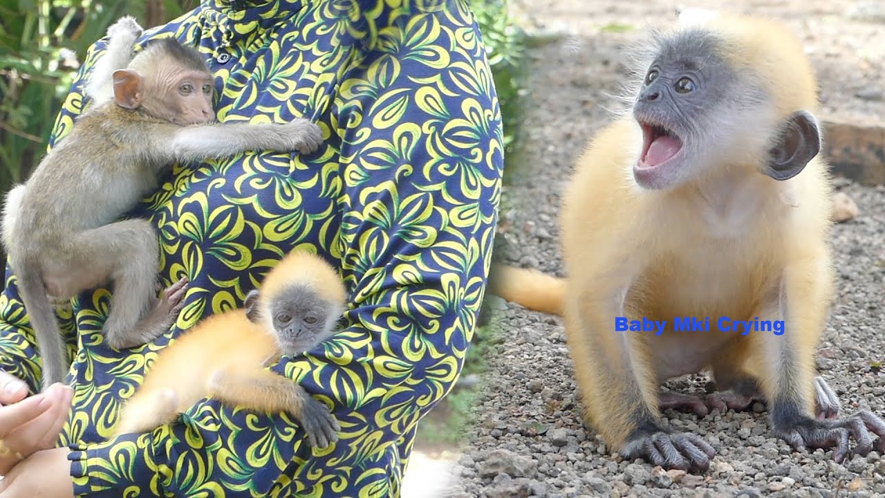Baby monkey | Miki cries for wanting to hang out like her sister Niki