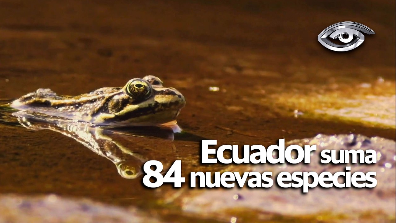 Ecuador suma 84 nuevas especies - Día a Día - Teleamazonas