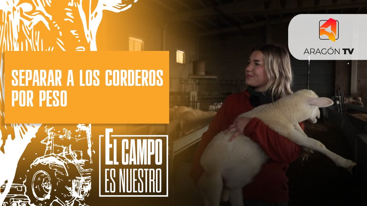 Separación de corderos por peso