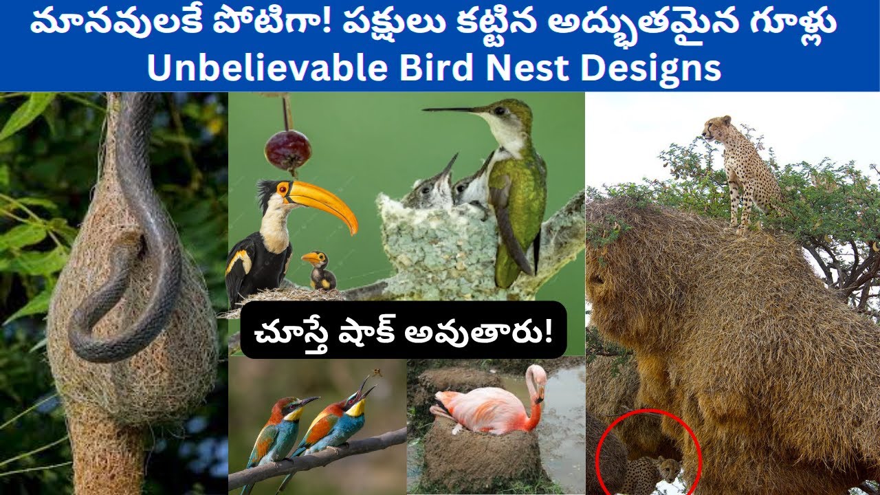 Unbelievable Bird Nest Designs - అద్భుత  గూళ్లను నిర్మించే 10 పక్షులు  #telugu #facts #birds #nest