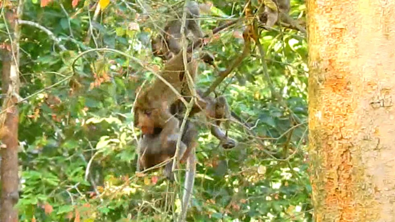 Jazzy can't take Jiva back from these monkeys