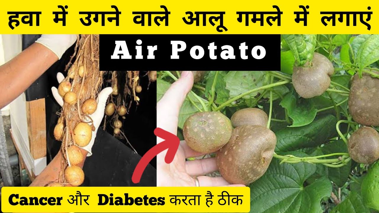 How to Grow Potatoes At Home in pots | Grow Air Potato (Gethi-गेठी)  | The Gardening Show