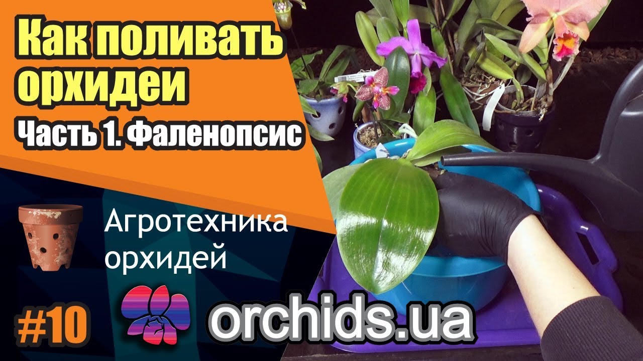Как поливать орхидеи. Часть 1. Как поливать фаленопсис (Phalaenopsis).