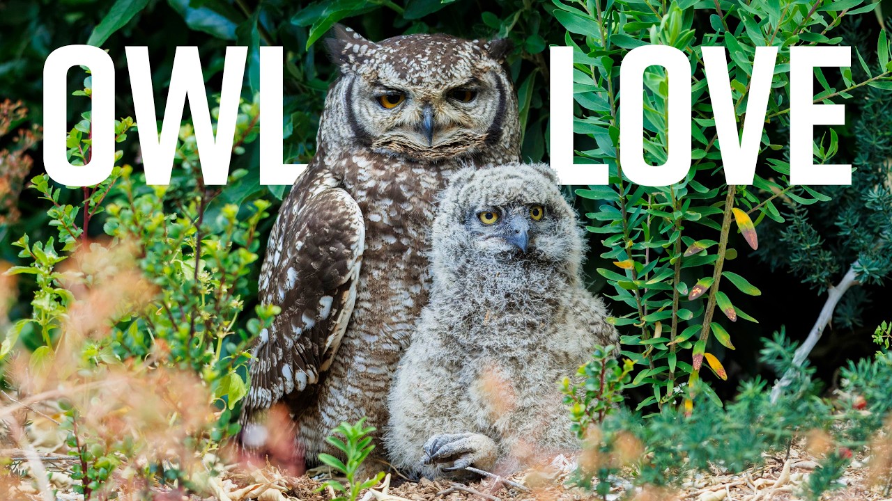 Kirstenbosch - A Mother And Her Owlet