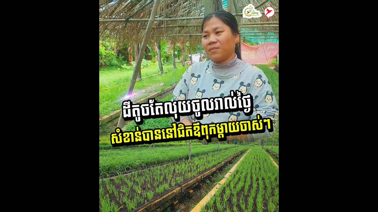 ដីតូចតែលុយចូលរាល់ថ្ងៃ សំខាន់បាននៅជិតឪពុកម្ដាយចាស់ៗ | កម្មវិធីកសិកម្ម