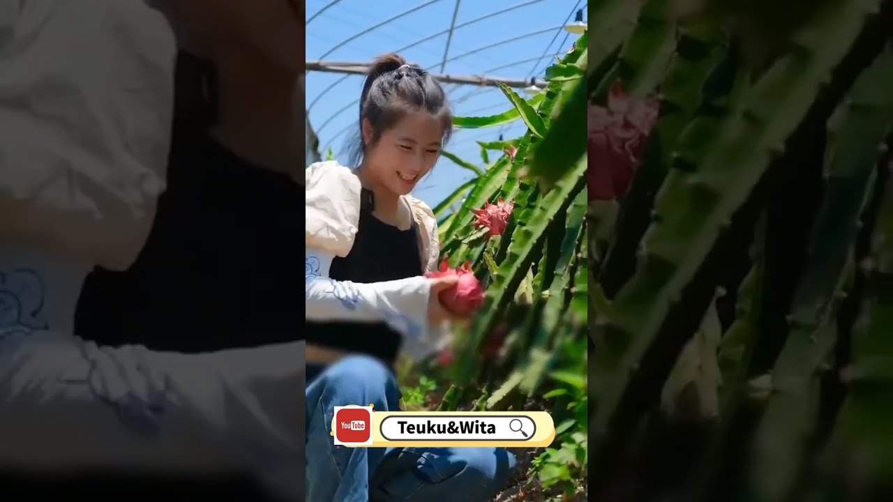 Teuku & Wita Bagian 22 (Olahan Buah Naga)