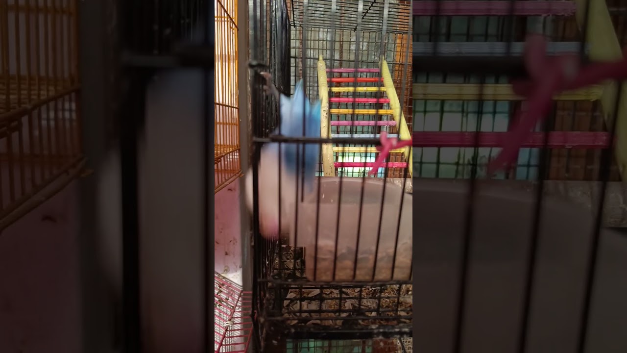 My Jemes Bond Birds ❤🐦🐦| 