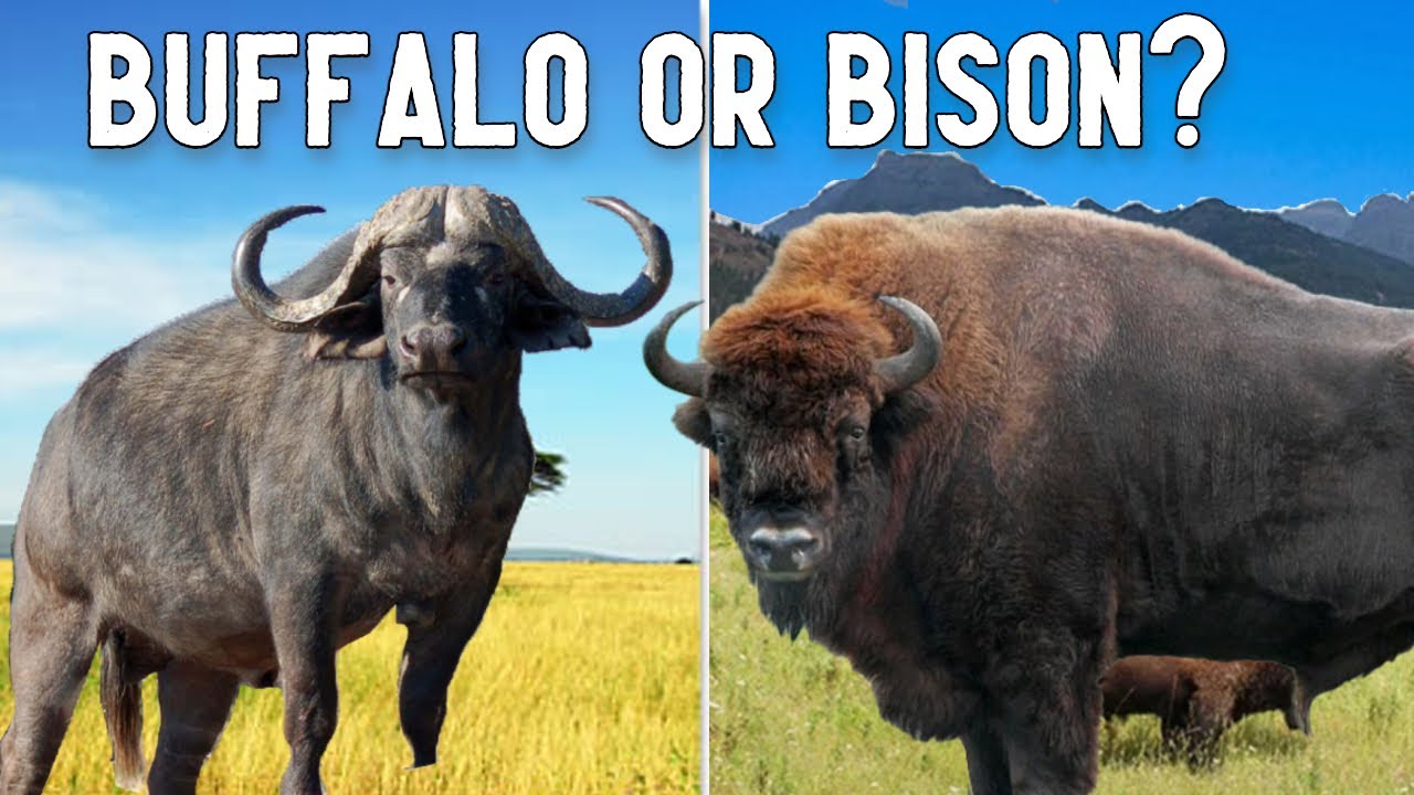 Is it a Buffalo or Bison?