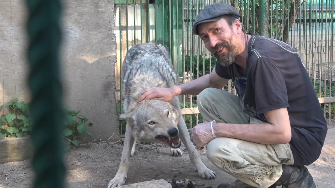 Доказательство доверия: волк без пищевой агрессии / Proof of trust: a wolf without food aggression