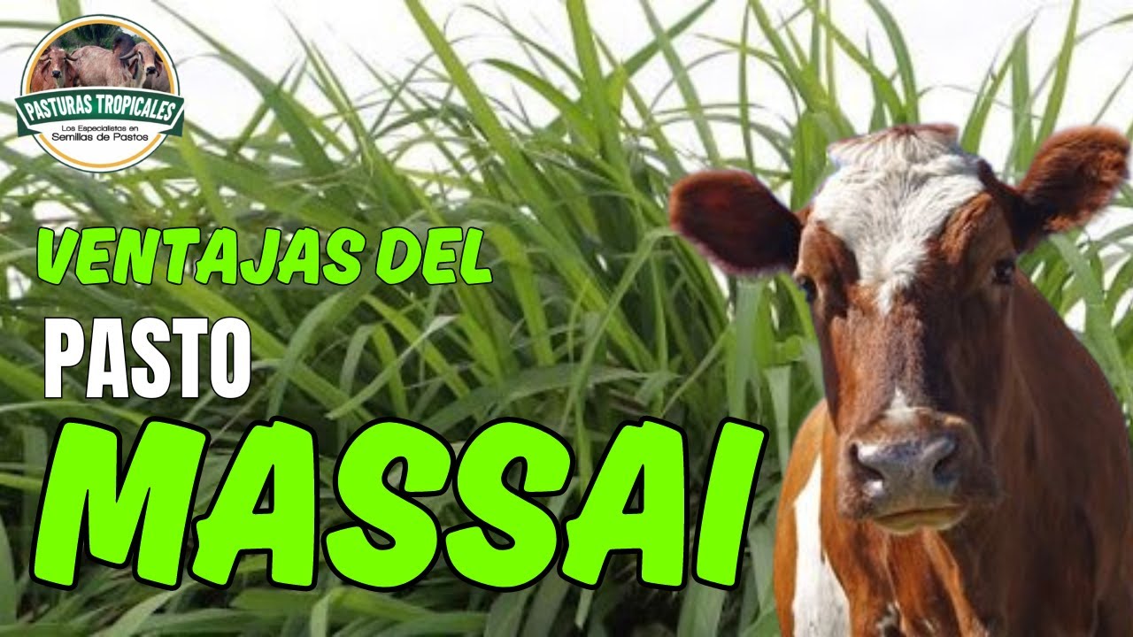 Ventajas del pasto MASSAI 🌿🐄 #ganaderiacolombiana #ganaderoscolombia