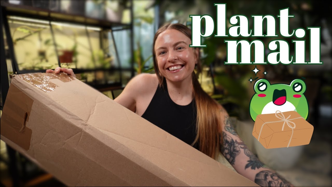HUGE variegated houseplant unboxing | Beautiful plant mail with horrific root rot 😱