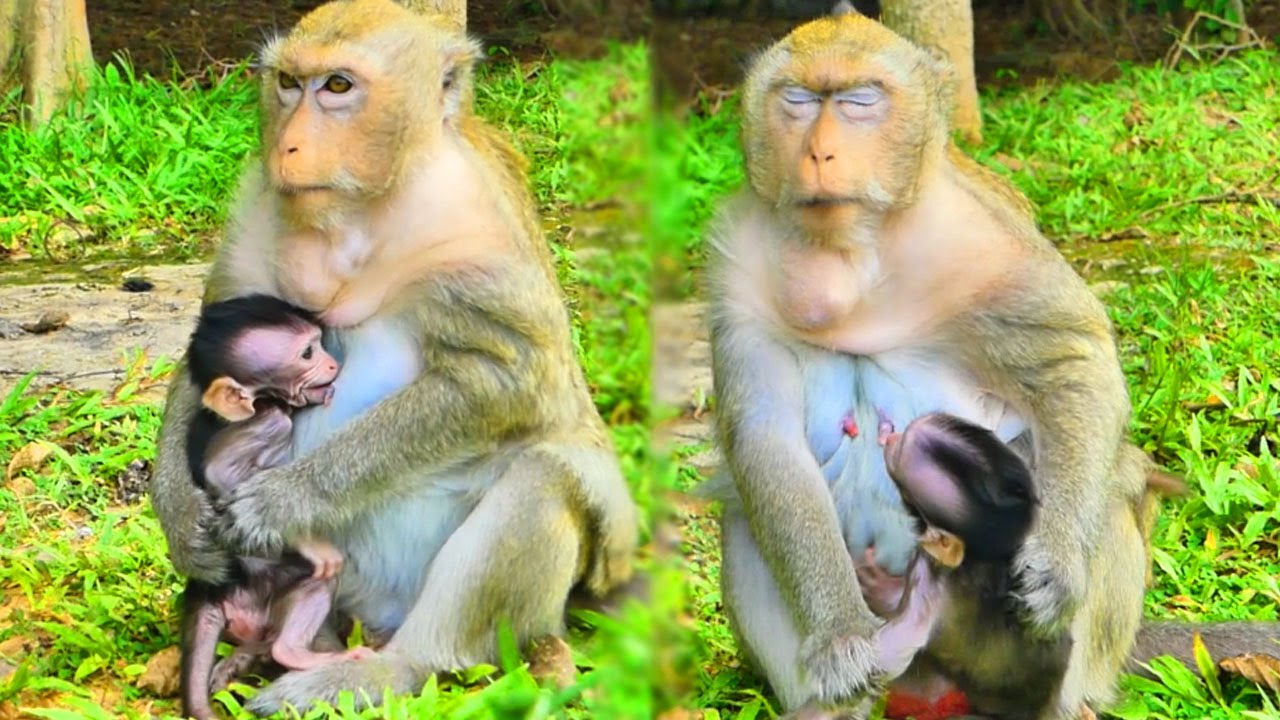 Mommy Monkey Madie Gently Stops Baby from Nursing – Weaning Begins