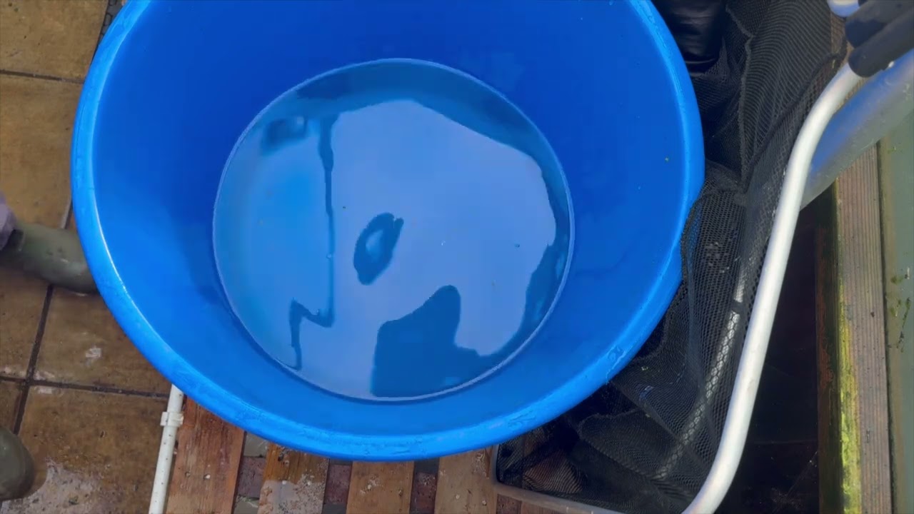 NEW KOI @EXCLUSIVELYKOI (VID 216) @exclusivelykoi9500 #koi #koifish #koipond #tosia