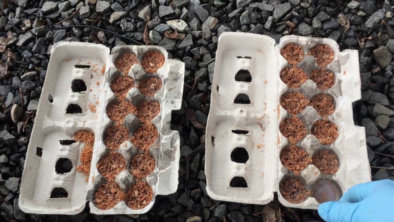 Homemade Egg Carton Fire Starters