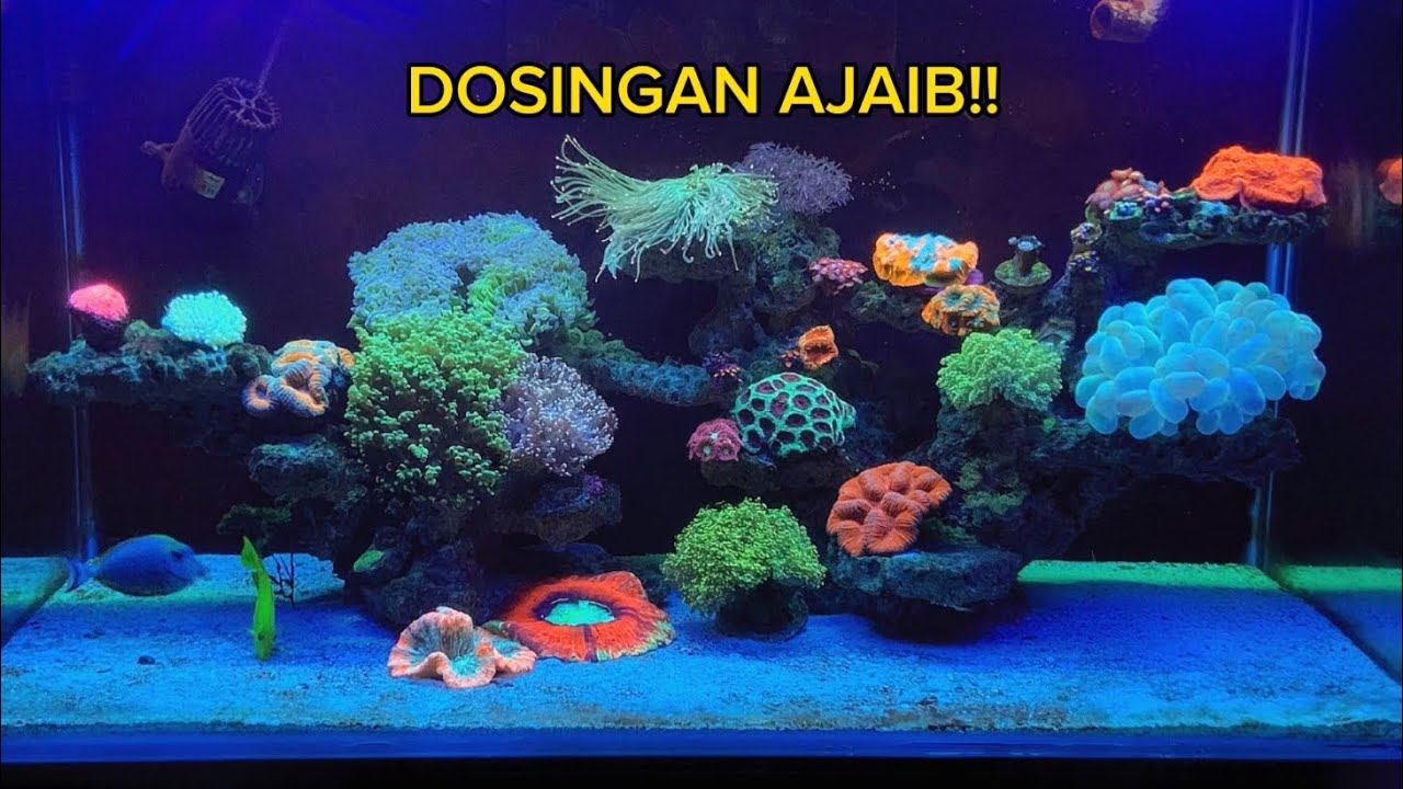 Dosing Untuk Aquarium Ait Laut - Ngereef Tanpa Ribet !!!