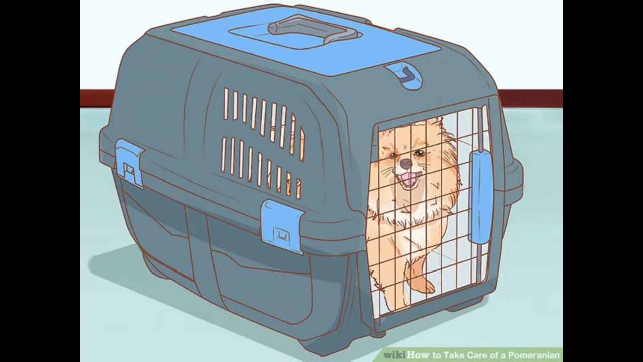 Take Care of a Pomeranian And Runt Puppy MUST SEE !!!