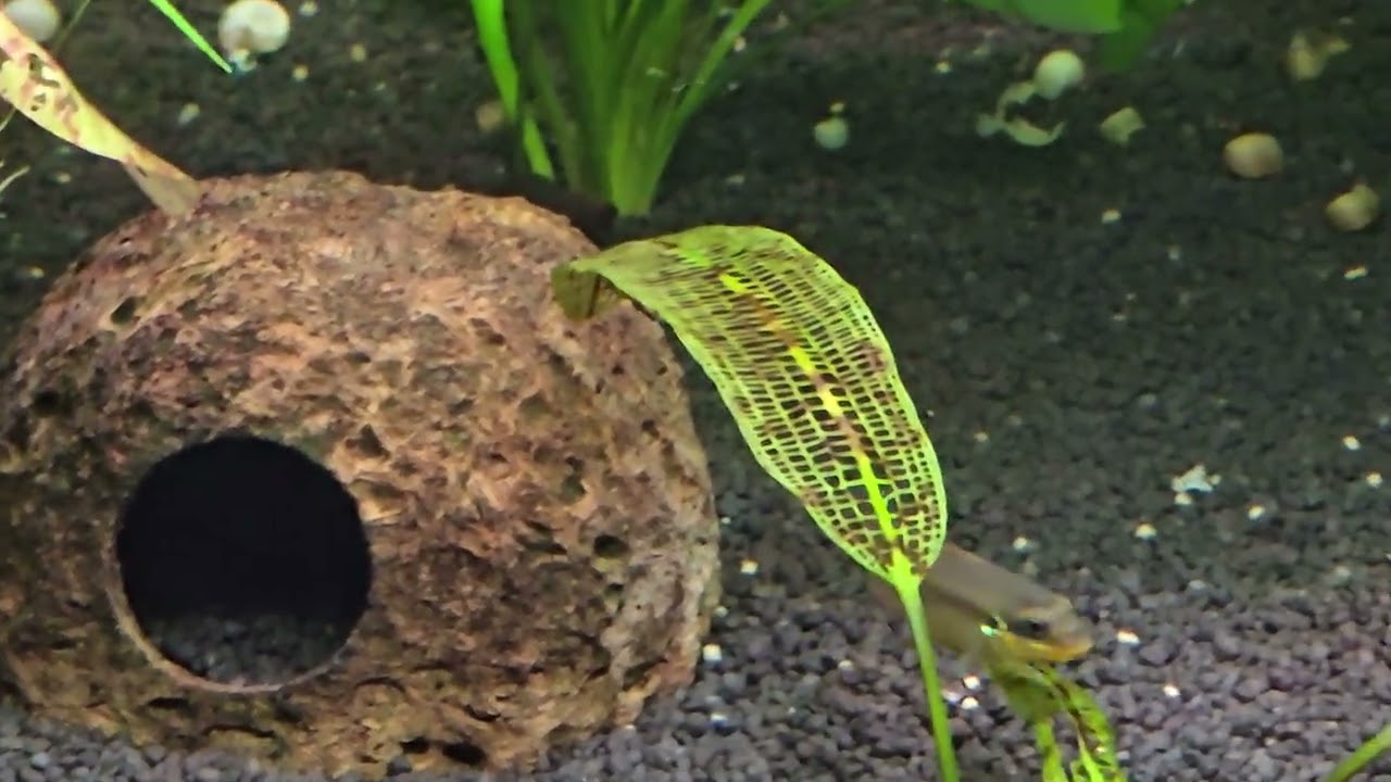 Pelvicachromis Lobe und Apistogramma Agassizii sind in eines der Lido 200L gezogen.