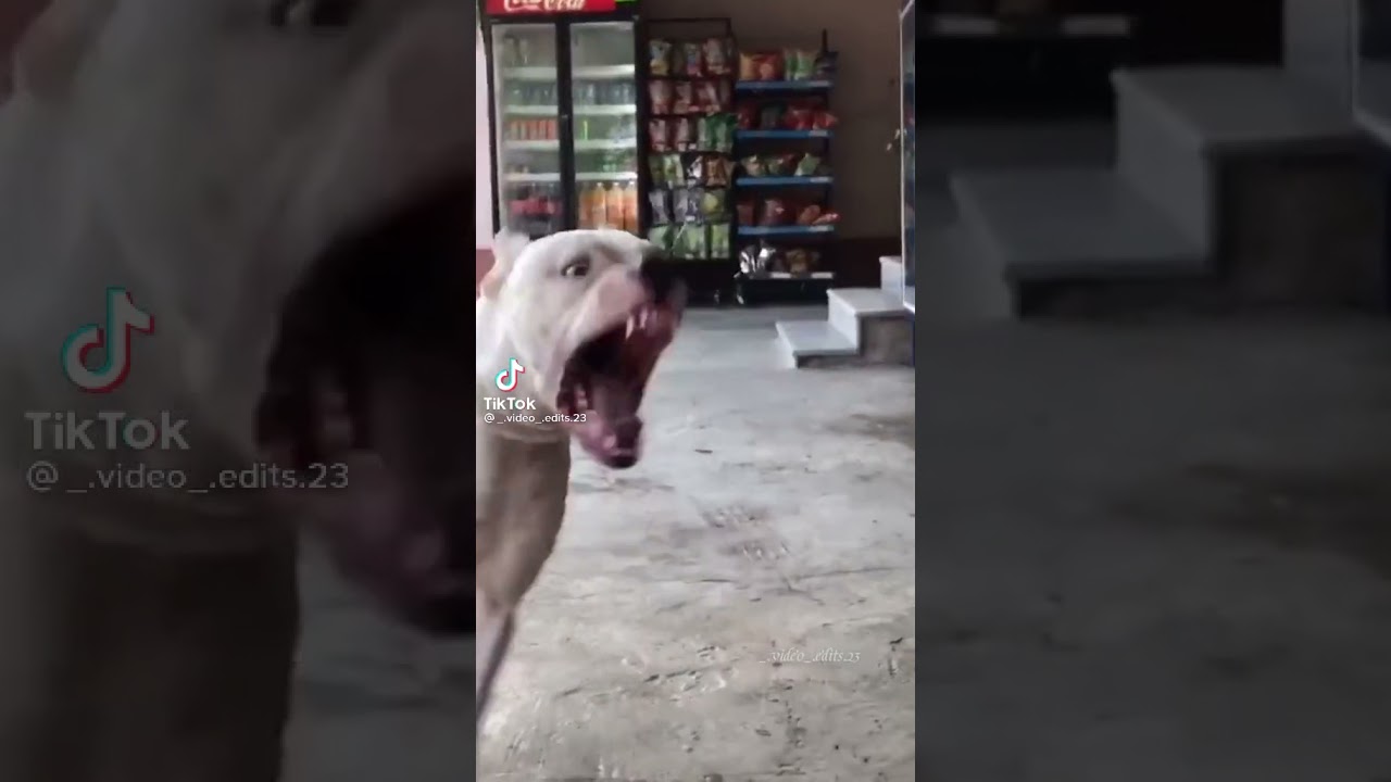 dogue argentin
