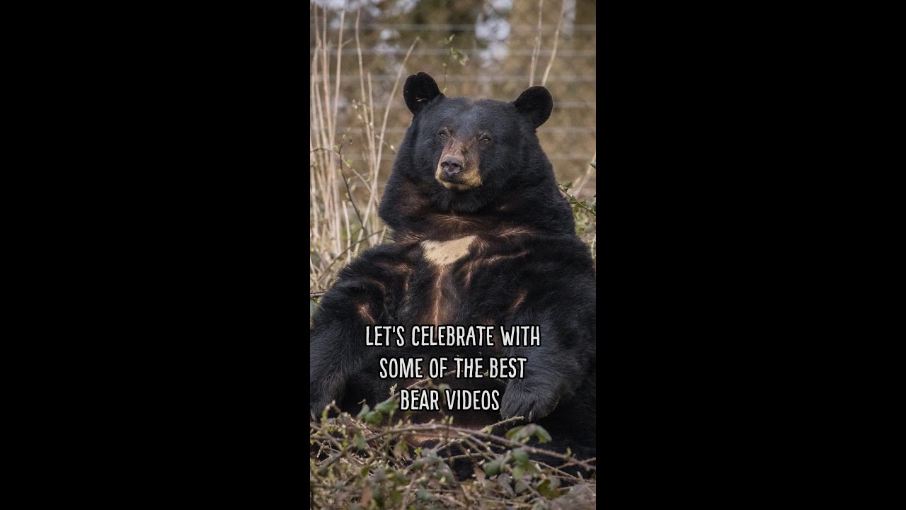 World Bear Day - The Best Bear Video | Woburn Safari Park