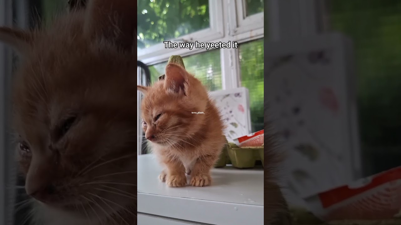 perfect timing #cat #cute #funny #fyp #viral #orangecat #kitten #shorts
