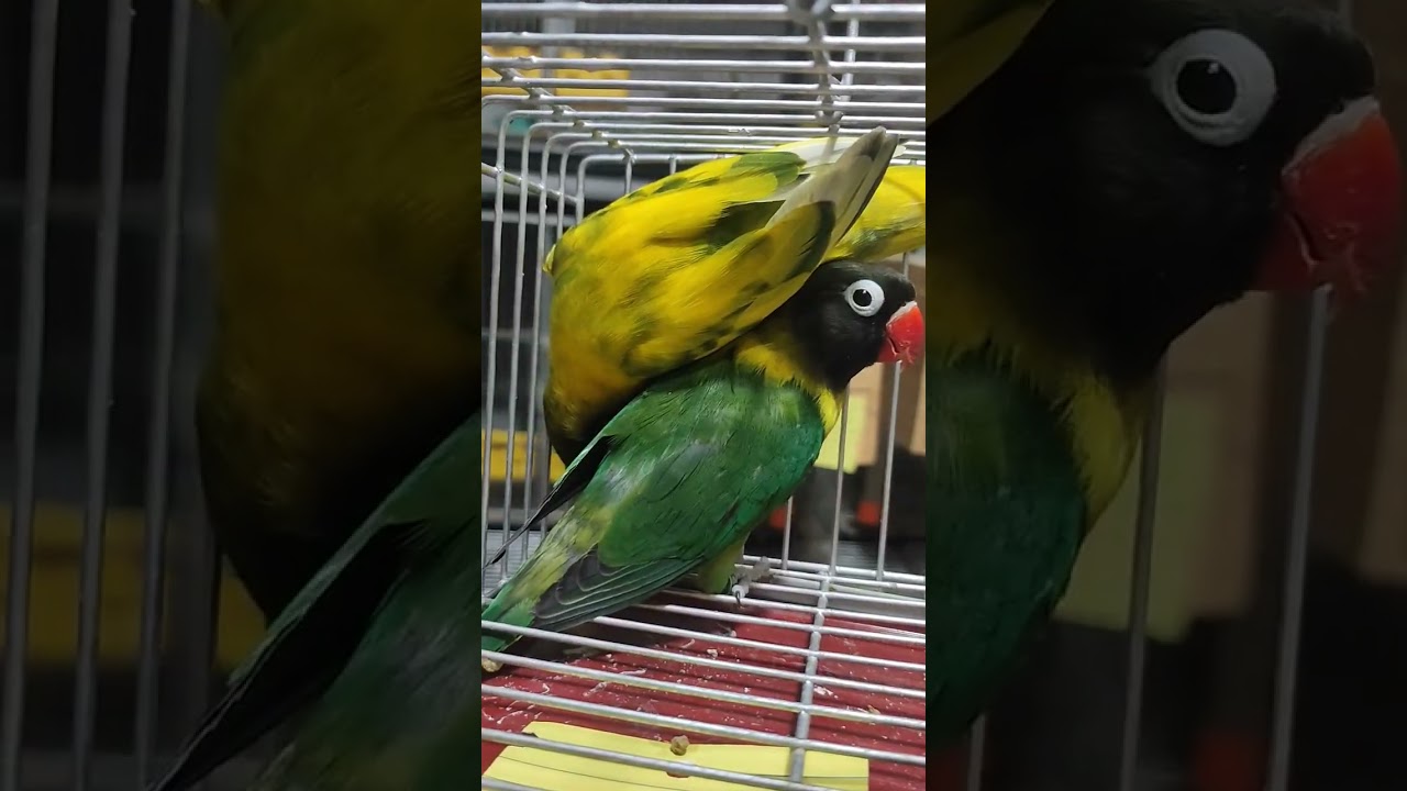 GREEN PERSONATA WILD TYPE 