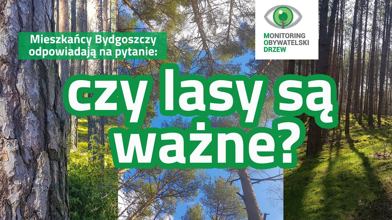 Nie będzie nas, będzie las - dlaczego las jest ważny?
