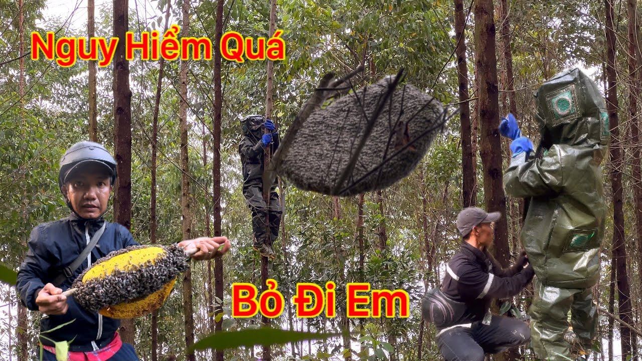 Vô Mánh Ong Rừng Trúng Luồng Ong Ruồi Gặp Nhiều Trái Lạ