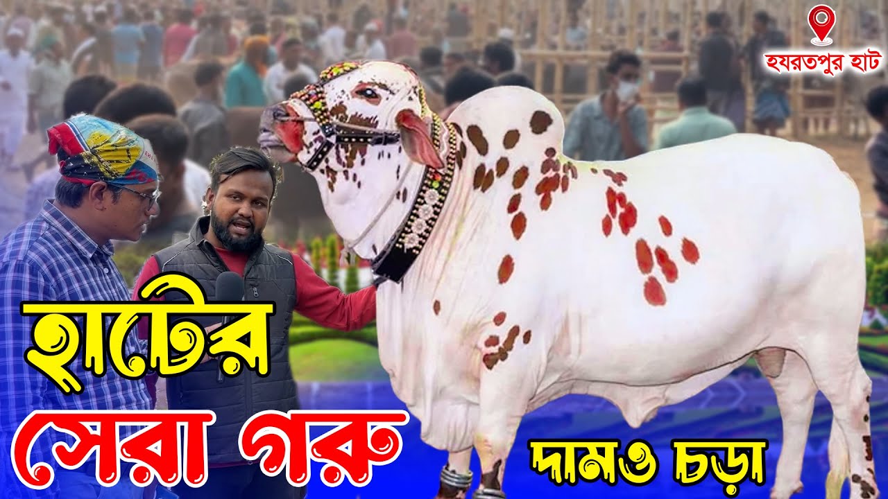 হযরতপুর হাটে বড় গরু বিক্রি হলো কম | ছোট গরুর কাটতি ভালো #cowprice2026