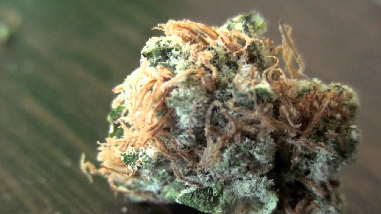 Platinum Master Kush Wax, Chem Dawg OG Wax, Rasca OG - Top Shelf California Medicine