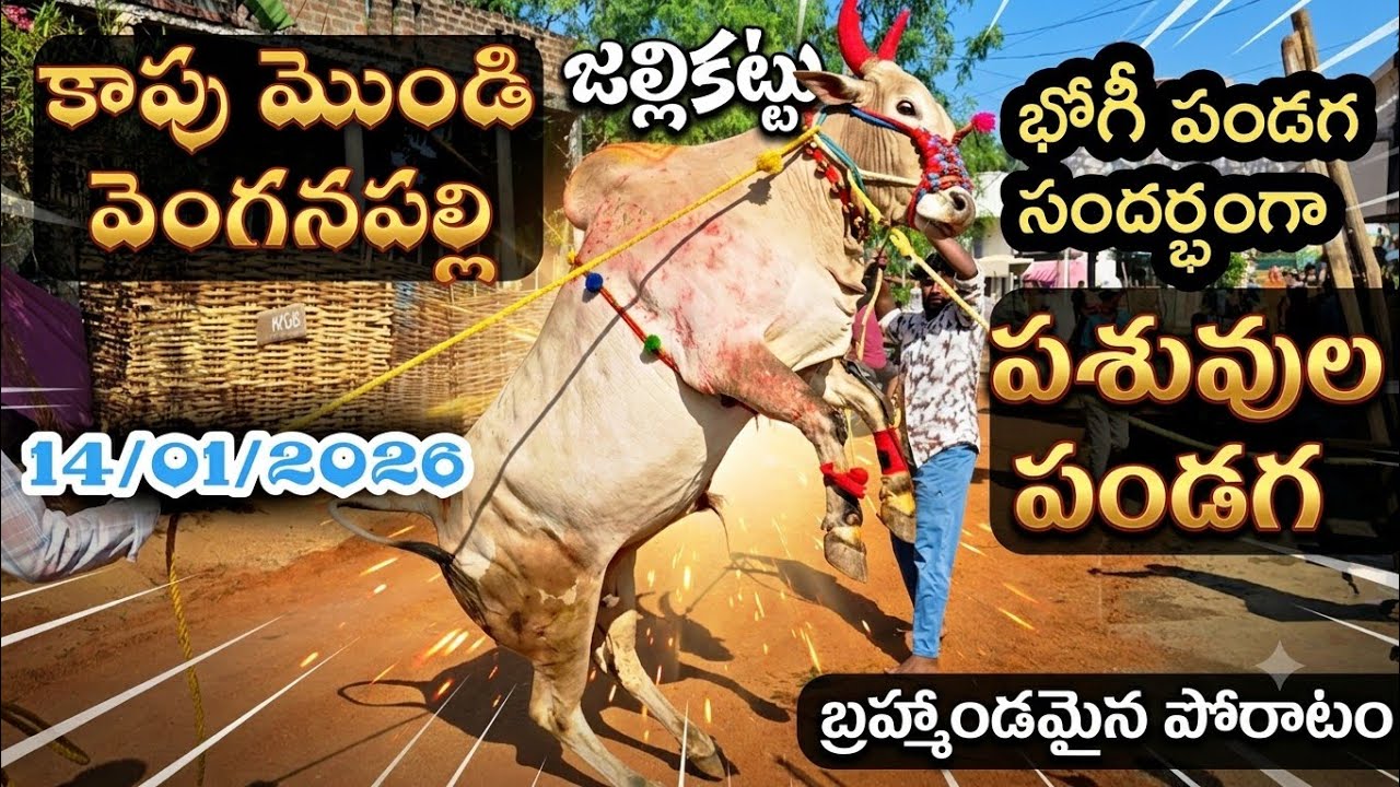 కాపు మొండి వెంగనపల్లి పశువుల పండగ 💥 14/01/2026 Kapu Mondi Vengana palli Jallikattu 🤩 Eddula Pandaga🔥