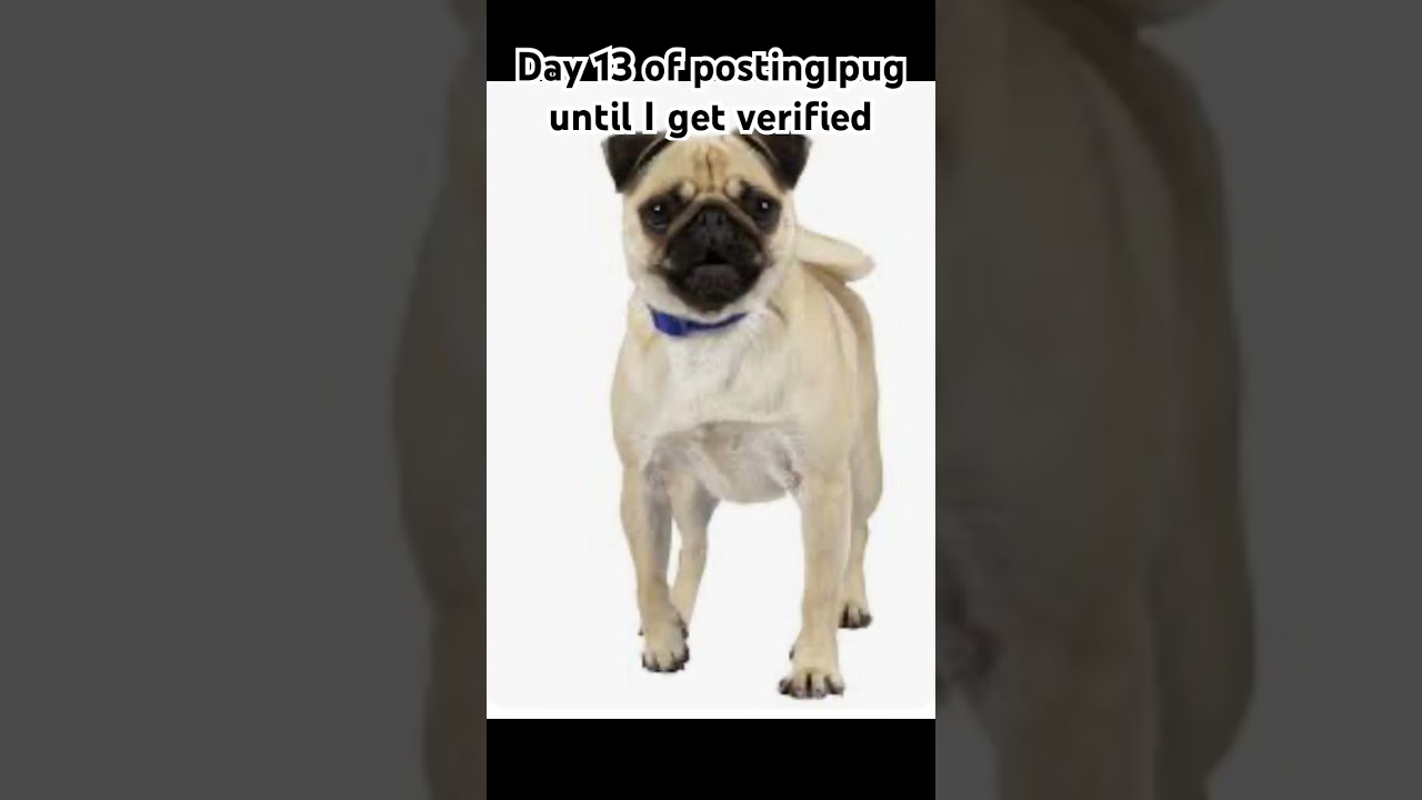 Day 13 #music #love #song #puglife