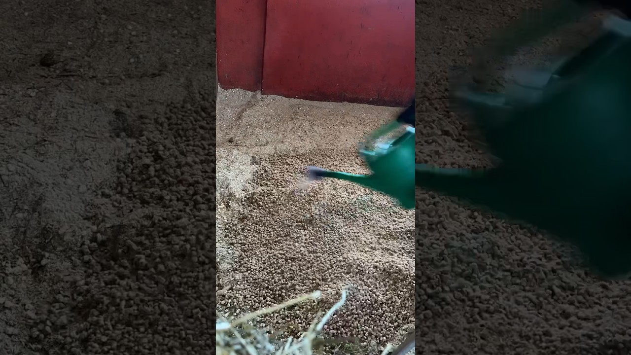 Satisfying horse bedding 🪵