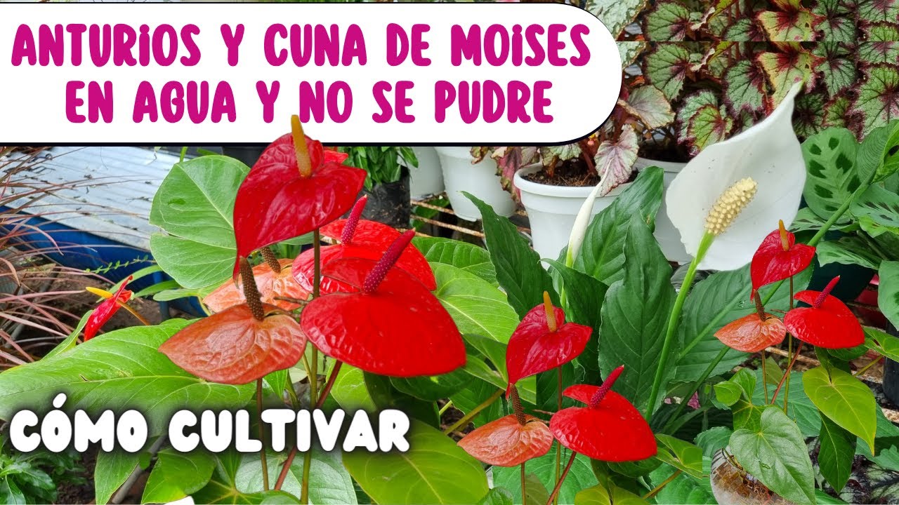 😍CÓMO CULTIVAR ANTURIOS Y CUNA DE MOISES EN AGUA que no se pudra la raíz y los tallos/Liliana Muñoz