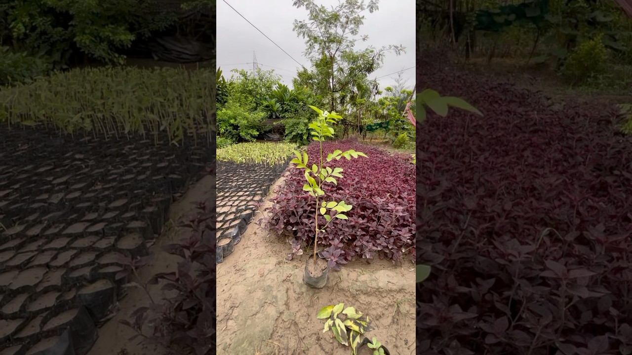 How to grow orange jasmine plant ! #gardening #youtubeshorts #airlayering #plant