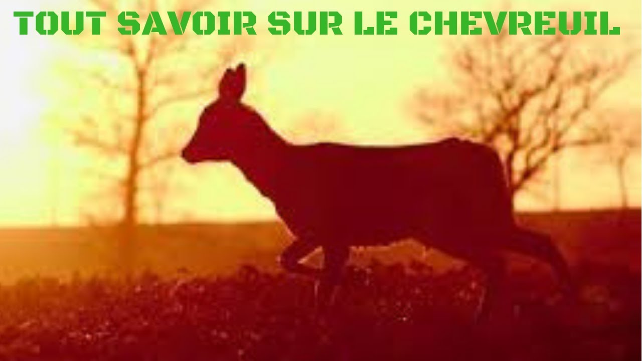 Tout savoir sur le Chevreuil #01