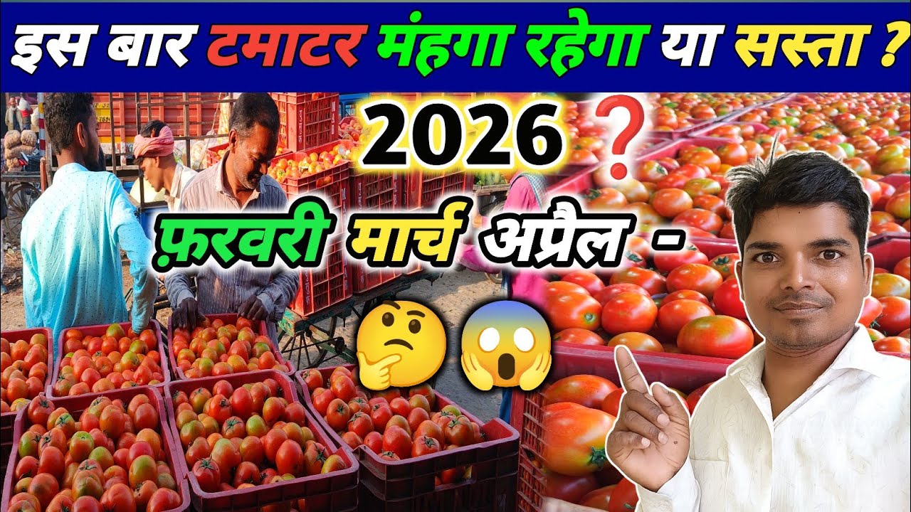 🍅 टमाटर का रेट क्या रहेगा फरवरी मार्च अप्रैल 2026 में ? Tamatar ka Rate/Bhav | Tomato farming 