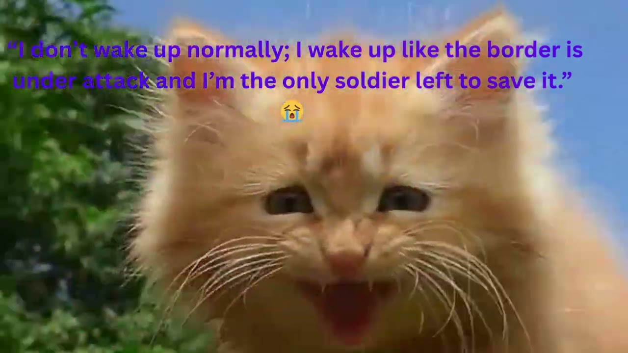 Relatable😞😞#shortsfeed #mysteva #aestheticvideos #kitten