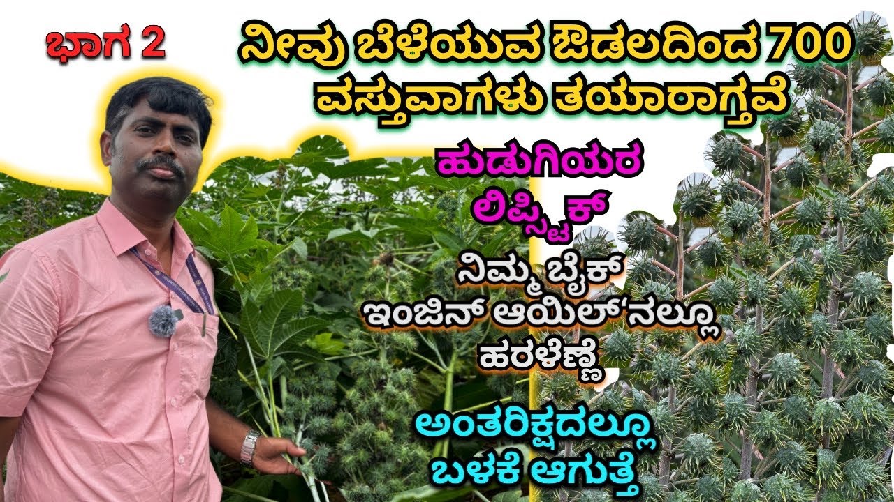 Part 2  ಔಡಲ ಬೆಳೆಯೋದು ಹೇಗೆ ? ವಿಜ್ಞಾನಿಗಳು ಏನ್ ಹೇಳ್ತಾರೆ ನೊಡಿ | Castor Farming Details @mrerehulaa