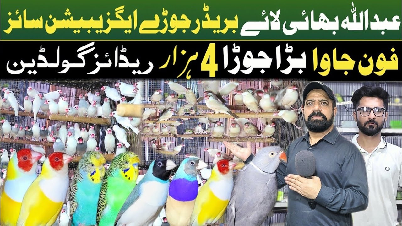 Abdullah birds aviary| fawn java breeder pairs 