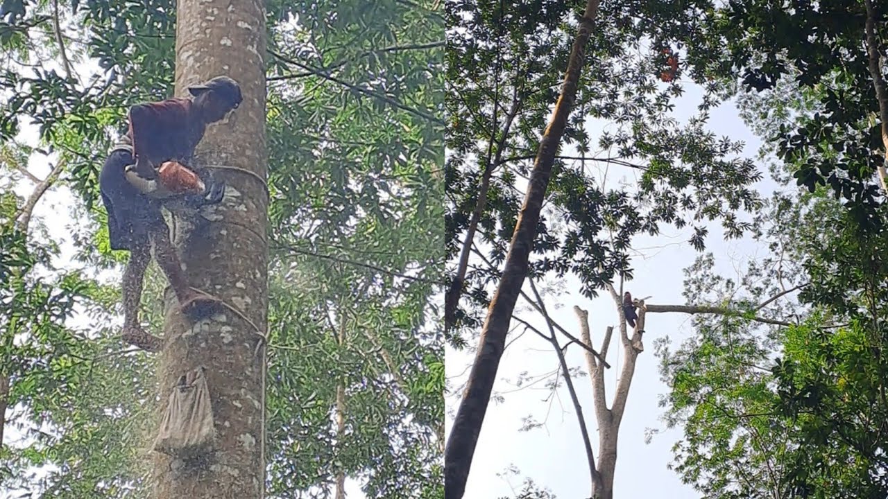 Memangkas pohon sengon dengan ketinggian 30 meter sampai ke bawah