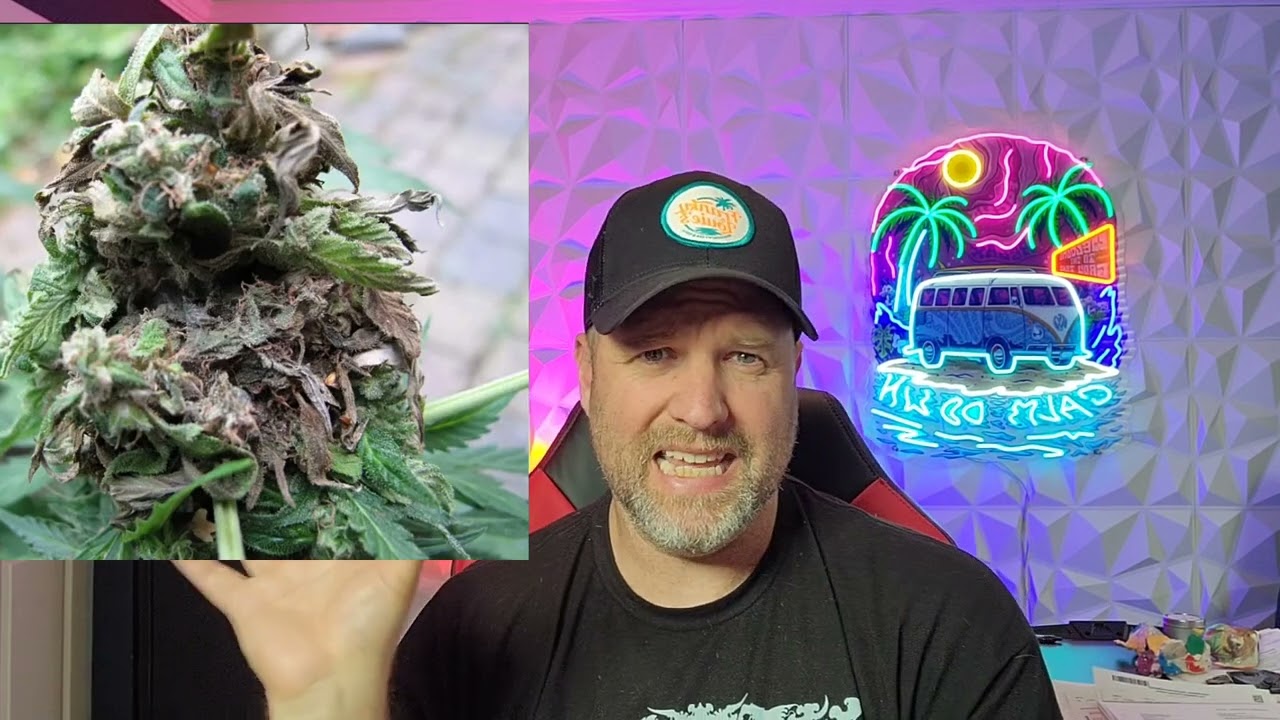 Bud Rot pictures for main video