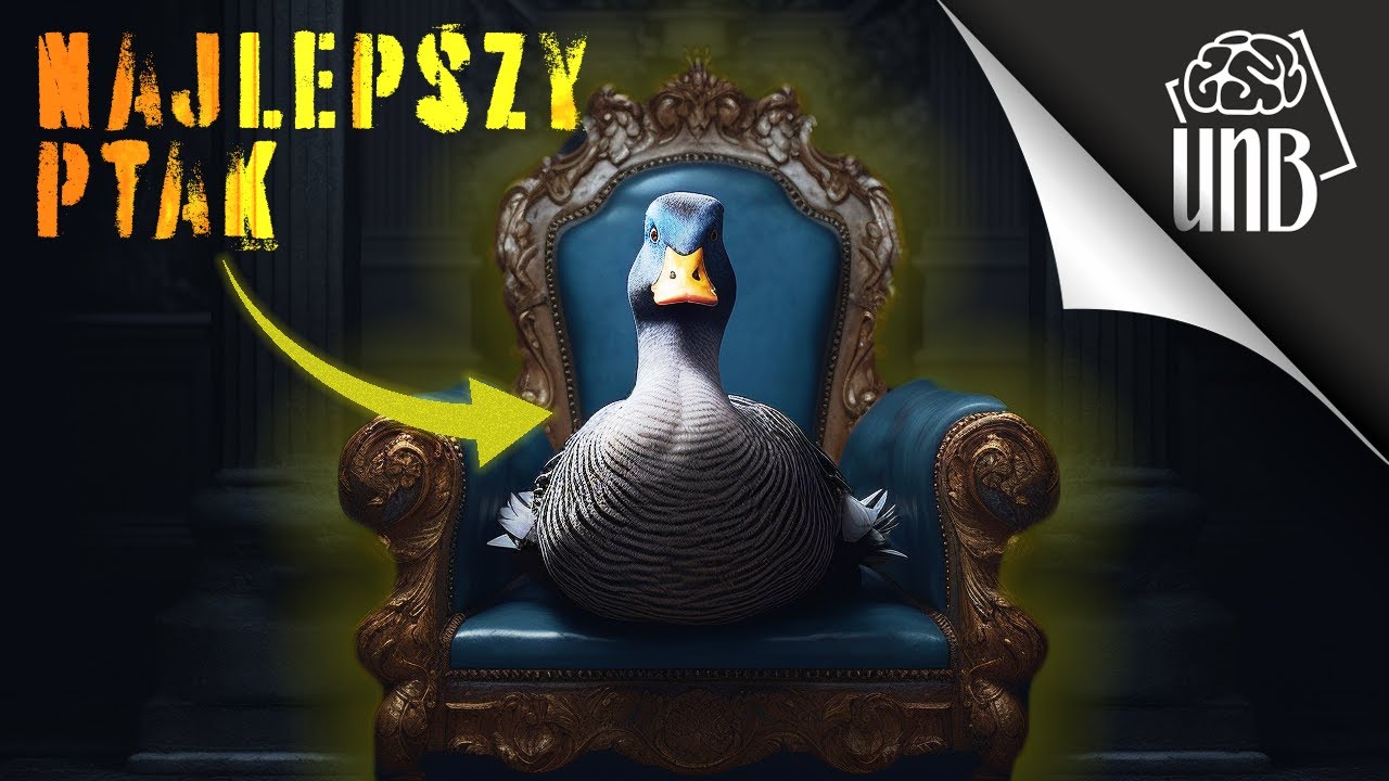 Kaczka to najlepszy ptak - oto 6 powodów
