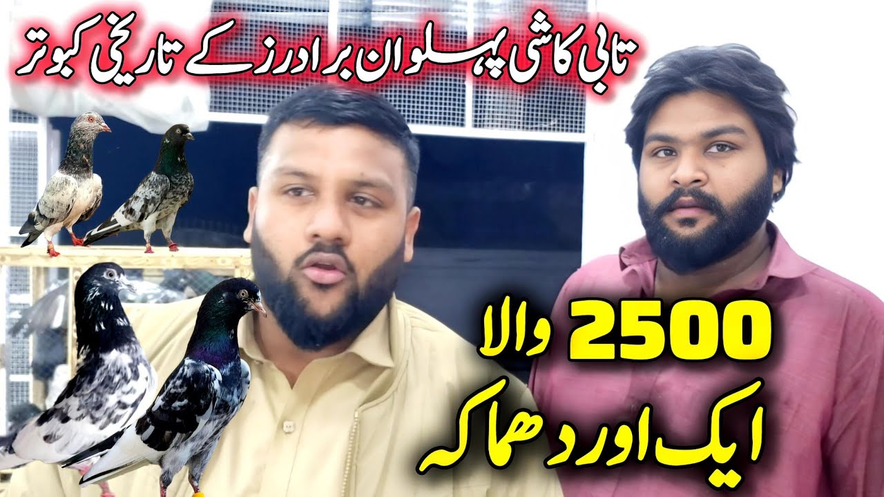 2500 ma koi nahi deta asey kabootar🔥 || 0312 53-44-914 || Breeder Kabootar Khobsurat Collection 