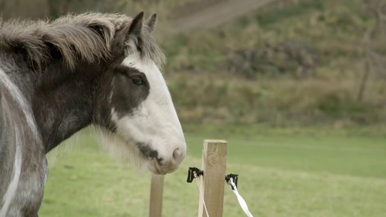 Clydesdale: Saving the Greatest Horse | Official Trailer