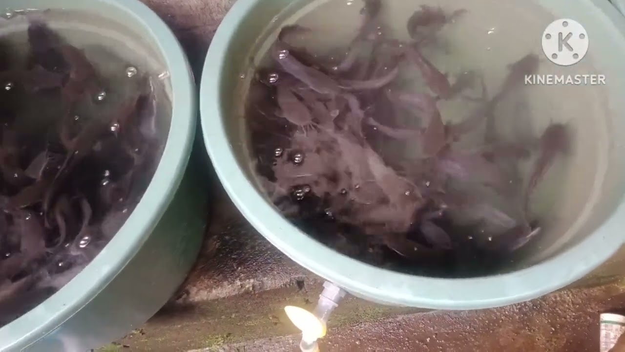 budikdamber lele hari ke 42